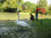 ancat > Naked white swan somewhere near the English gardens.