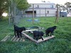 ancat > the goats photo