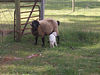 ancat > the goats photo