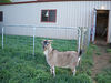 ancat > the goats photo