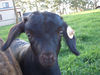 ancat > the goats photo