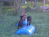 ancat > the goats photo