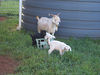 ancat > the goats photo