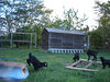 ancat > the goats photo