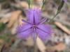 ancat > Some weird flower