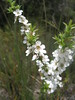 ancat > If only i knew the name of this plant