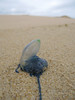 ancat > We saw lots of these Bluebottle jellyfish washed up on the beaches