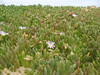 ancat > Pigs face in flower