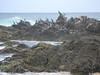 ancat > A flock of Pied Cormorants that quickly flew away after this photo