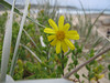 ancat > My book tells me this is a dune plant known as Variable Groundsel