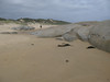 ancat > Croajingolong wilderness walk - Thurra river to Mallacoota 3rd Jan 2008 photo