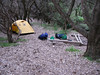 ancat > Camp at Gale Hill nestled in the tea trees