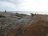 ancat > A lonely Pigs Face clings to life on a granite boulder at Petrel Point