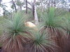 ancat > the grampians forest
