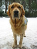 ancat > the friendly snow dog of mt stirling