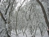 ancat > eucalypts and snow