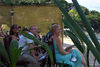 ancat > Koh Samui photo