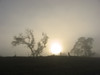 ancat > driving blind through the fog