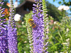 ancat > a big fat hairy swiss bee