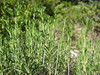 ancat > wild french rosemary